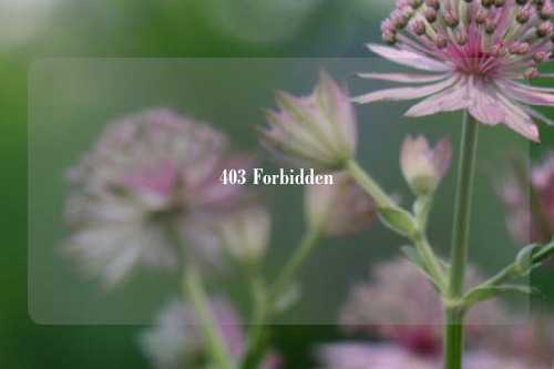 403 Forbidden